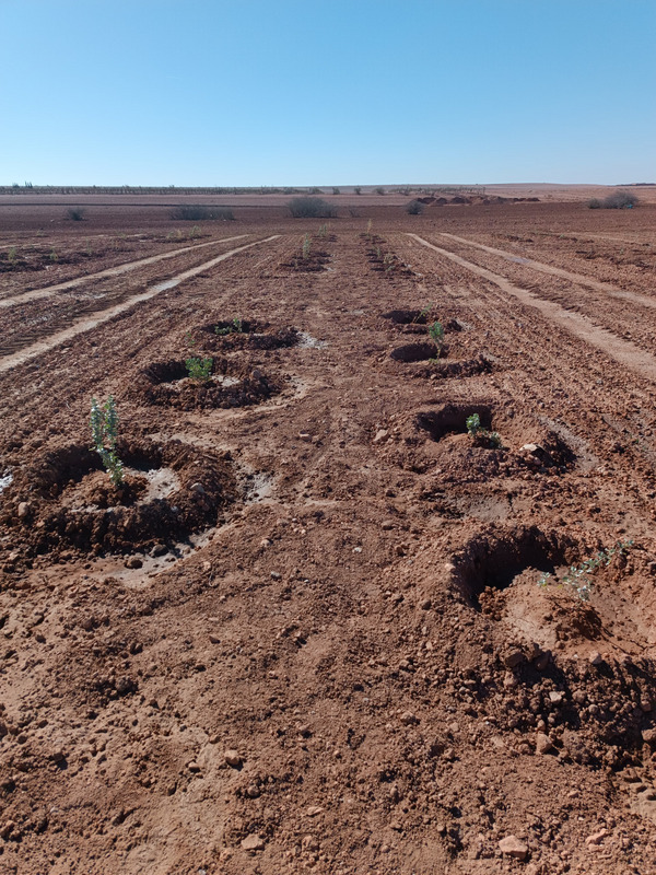 Agroforestry platform at the experimental farm, University Mohammed VI Polytechnic (UM6P).